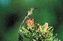cape-sugarbird-on-a-protea
