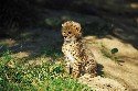 cheetah-cub