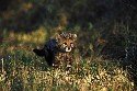 king-cheetah-cub