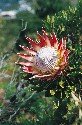 king-protea