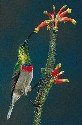 lesser-double-collared-sunbird