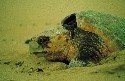 loggerhead-turtle