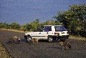 tourists-watching-six-baby-hyena