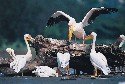 white-pelicans